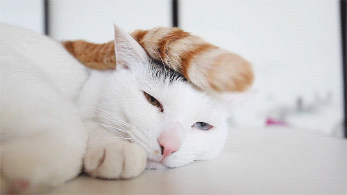 tumblr_n68lqpDETW1qgojgxo1_500