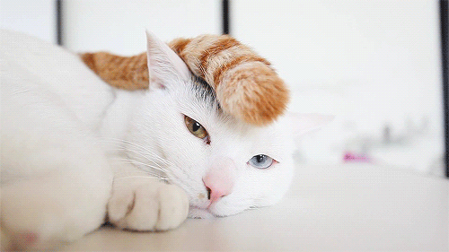 tumblr_n68lqpDETW1qgojgxo2_500