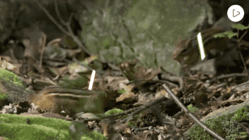 tumblr_nrurg02Yty1s02vreo1_500