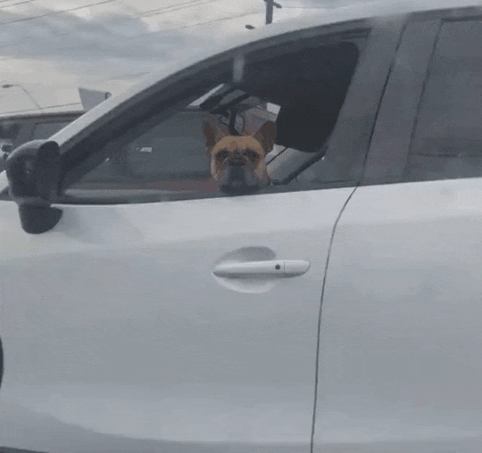 【画像探訪 91】にんまりしちゃうアニマルGIFアニメまとめ 39枚 Blog!NOBON+